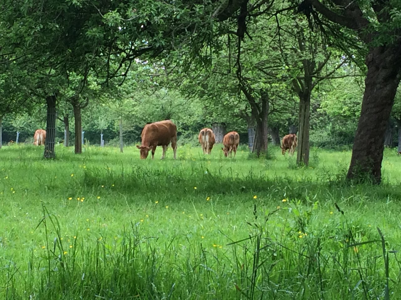 vaches sous les pommiers.jpg